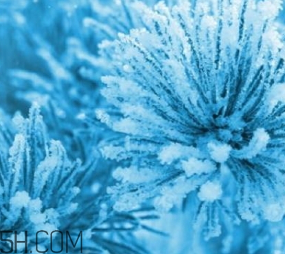 自然堂雪松精油怎么樣？雪松御齡綻放年輕光彩