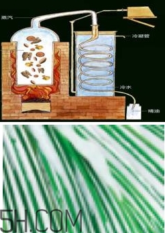 自然堂雪松精油怎么樣？雪松御齡綻放年輕光彩