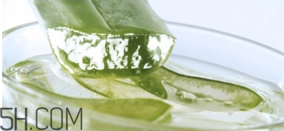 擠痘痘后可以涂蘆薈膠嗎？涂抹維生素e和蘆薈膠的作用