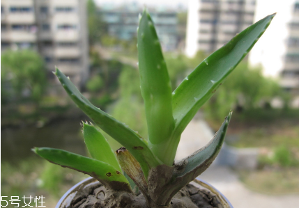 蘆薈泡酒能治腳氣嗎？蘆薈膠主要是細(xì)菌殺毒
