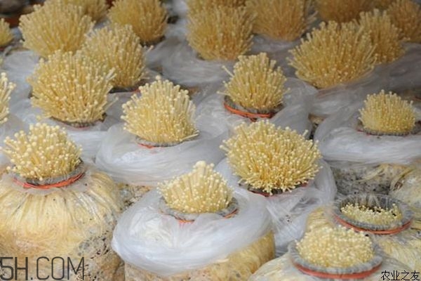 金針菇的食用禁忌有哪些？金針菇四大禁忌