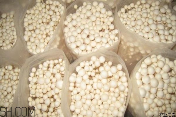 金針菇的食用禁忌有哪些？金針菇四大禁忌