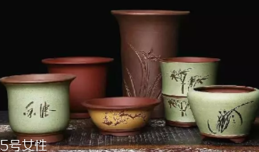 什么花不能放臥室養(yǎng)？含羞草誤食會(huì)脫發(fā)