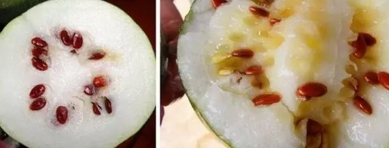 紅瓜子是什么瓜的子？瓜子比瓜還要珍貴