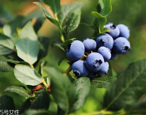 買(mǎi)的畸形水果能吃嗎？最好以貌取人