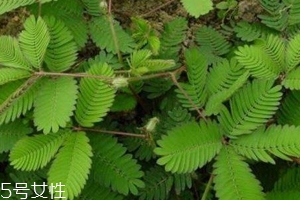 什么花不能放臥室養(yǎng)？含羞草誤食會(huì)脫發(fā)