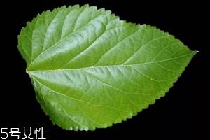 桑葉茶哪些人不能喝？過多飲用傷脾胃傷腎