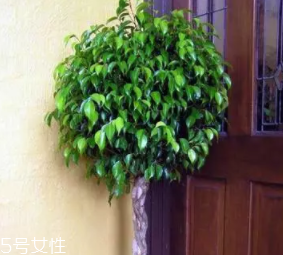 養(yǎng)花有哪些益處？節(jié)約藥費(fèi)不止一點(diǎn)點(diǎn)