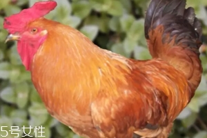 雞內(nèi)金有哪些功效？消除結(jié)石的一把好手