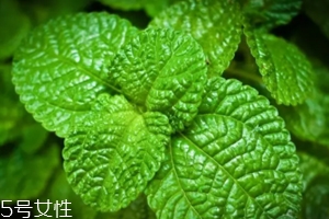 養(yǎng)花有哪些益處？節(jié)約藥費(fèi)不止一點(diǎn)點(diǎn)