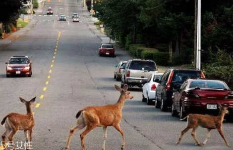開車前為什么要拍拍車蓋？預(yù)防傷害流浪小動物