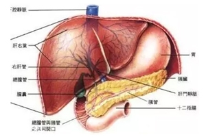 膽囊里的石頭從何而來？膽汁形成膽結(jié)石