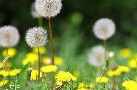 蒲公英用開(kāi)水泡嗎？煮一煮效果會(huì)更好