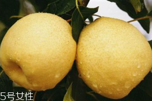 梨子是熱性還是涼性水果？腸胃不好不能吃梨