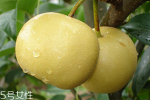 梨子能天天吃嗎？吃梨的注意事項