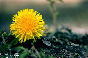 蒲公英茶能減肥嗎？要這樣搭配