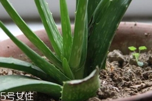 蘆薈膠真的很神奇嗎？只是基礎(chǔ)的補(bǔ)水保濕