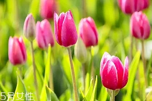 嚴(yán)禁入室的花有哪些？這7種花別養(yǎng)
