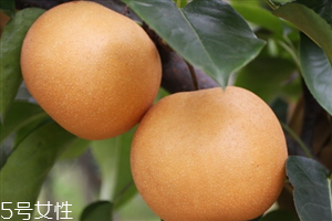 梨子里面發(fā)黑還能吃嗎？影響梨子的保存時間
