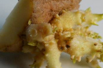 哪些食物發(fā)芽后營養(yǎng)翻倍？這些食物發(fā)芽后千萬別吃