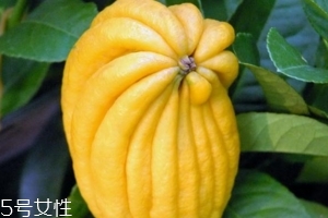 佛手柑是什么味道？佛手柑味道非常好聞