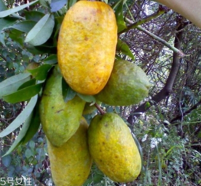 牛卵坨孕婦可以吃嗎？看屬于什么懷孕階段