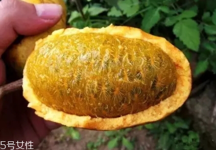 牛卵坨籽可以吃嗎？看看它的神奇功效