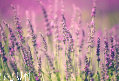 薰衣草精油能防曬嗎？能隔離紫外線
