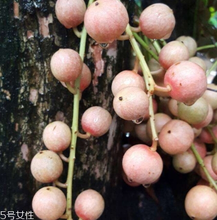 木奶果多少錢一斤？居然高達(dá)幾十元一斤