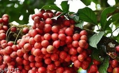 木奶果的營養(yǎng)價(jià)值與功效作用
