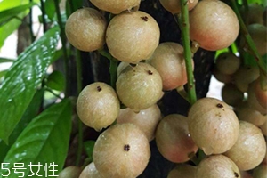 木奶果好吃嗎？木奶果密密麻麻好吃到爆