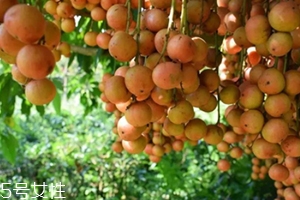 木奶果怎么吃？皮可以吃嗎