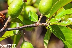 多依果多少錢一斤？