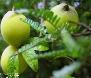 多依果多少錢一斤？