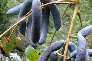 貓屎瓜能吃嗎？其貌不揚(yáng)的水果