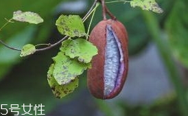 八月炸和貓屎瓜是一種水果嗎？了解它們的區(qū)別