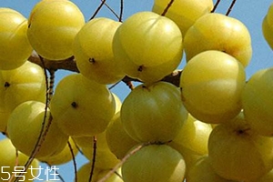 余甘子怎么吃？腌制風(fēng)味最佳