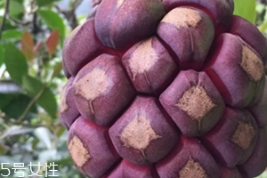布福娜多少錢一斤？長相奇特的水果