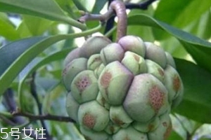 布福娜怎么吃？形狀像惡魔果實(shí)