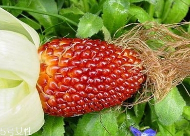 草莓玉米多少錢一斤？酷似草莓的玉米