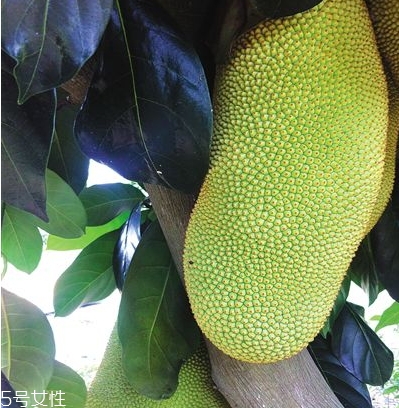 榴蓮蜜多少錢一斤？十幾塊錢左右波動