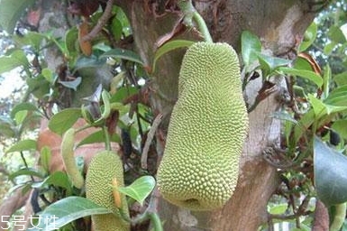 尖蜜拉是菠蘿蜜嗎？多少錢一斤
