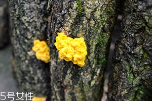 孕婦可以吃金耳嗎？哪些人不適合吃金耳