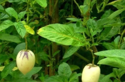 香瓜茄多少錢一斤？香瓜茄種子哪里買