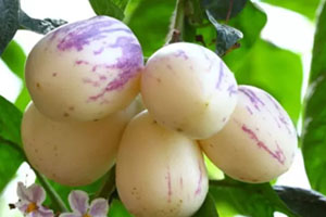 香瓜茄多少錢(qián)一斤？香瓜茄種子哪里買(mǎi)