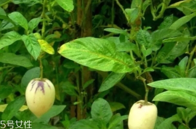 香瓜茄孕婦可以吃嗎？香瓜茄功效多