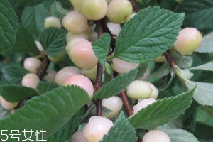 白玉櫻桃多少錢一斤？