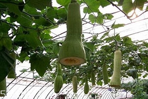 砍瓜怎么做好吃？教你烹飪砍瓜
