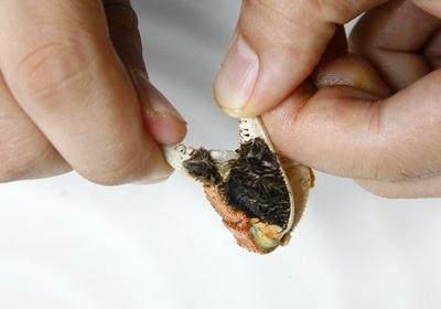 陽澄湖大閘蟹怎么吃？食陽澄湖大閘蟹注意事項