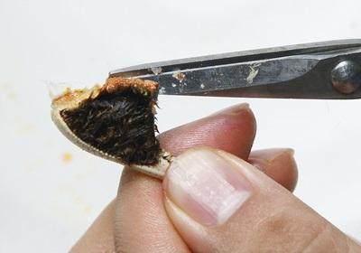陽澄湖大閘蟹怎么吃？食陽澄湖大閘蟹注意事項